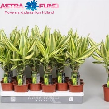 Dracaena Fr. Yellow Coast Single Stem photo