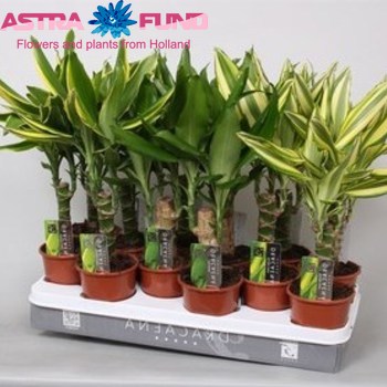 Dracaena Gemengd photo