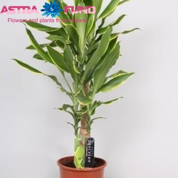 Dracaena Gold Coast photo