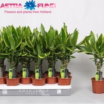 Dracaena Gold Coast Single Stem photo