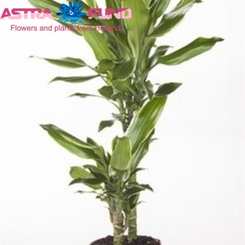 Dracaena Gold Dream photo