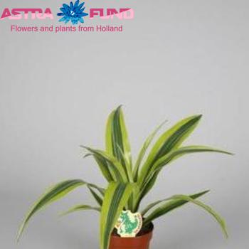 Dracaena Lemon Lime photo