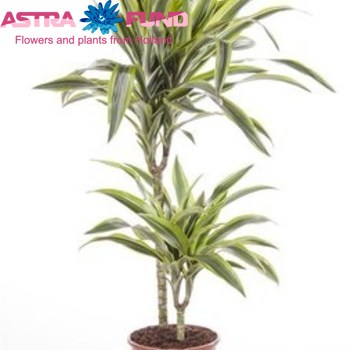 Dracaena Lemon Lime Branched photo