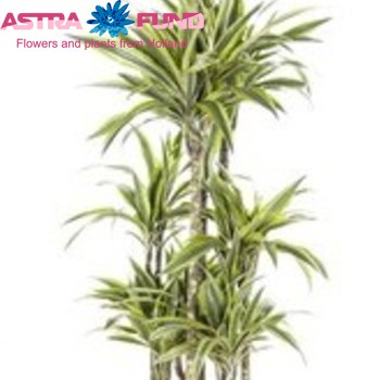 Dracaena Lemon Lime Carrousel photo