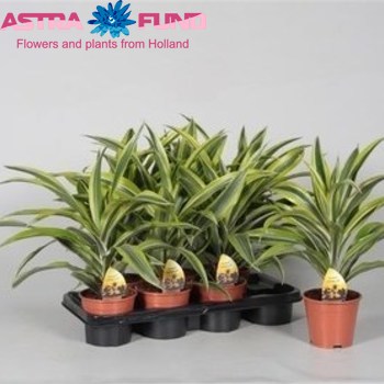 Dracaena Lemon Lime Head photo