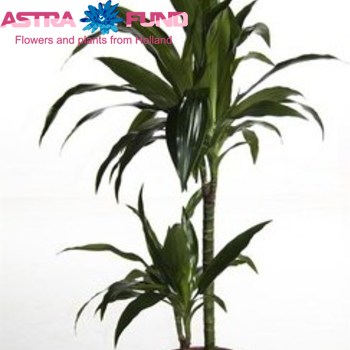 Dracaena Lisa photo