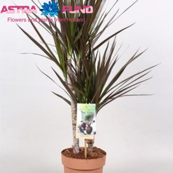 Dracaena Magenta branched foto