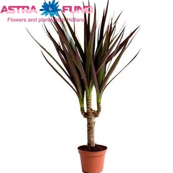 Dracaena Magenta Single Stem foto