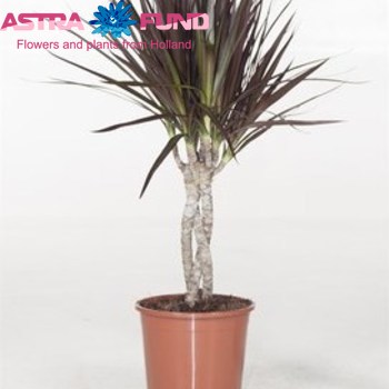 Dracaena Magenta Twisted Stem foto