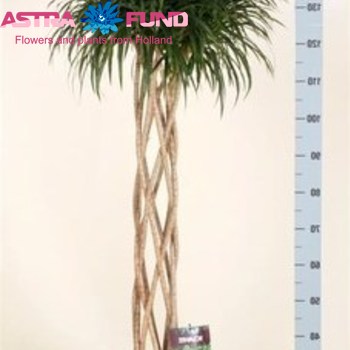 Dracaena Refl Anita Braided Cyclinder Foto