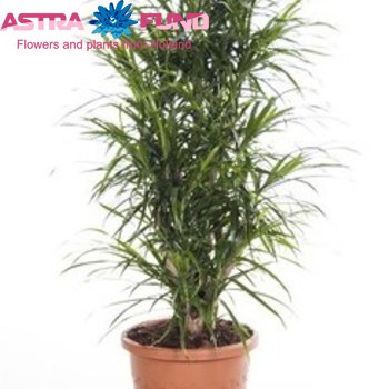 Dracaena Refl Anita Carrousel zdjęcie