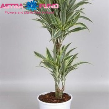 Dracaena Surprise photo