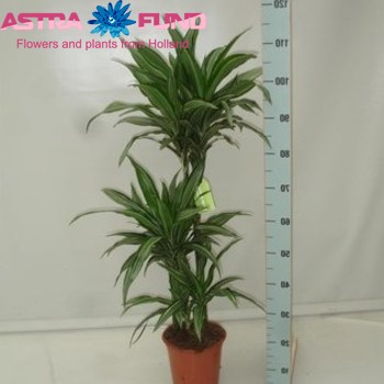 Dracaena Ulises photo