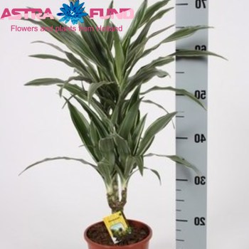 Dracaena Warneckii photo