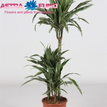 Dracaena Warneckii Branched photo