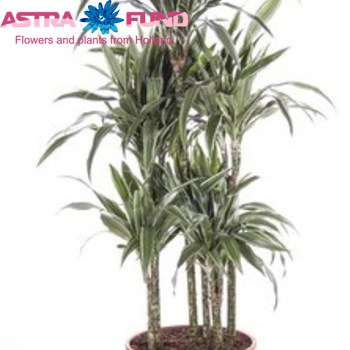 Dracaena Warneckii Carrousel photo