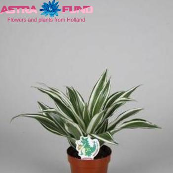 Dracaena White Jewel photo