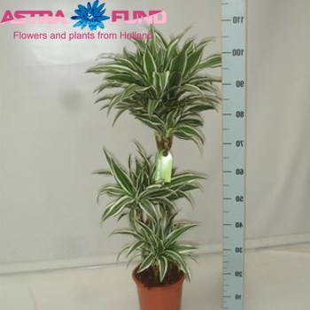 Dracaena White Jewel branched photo