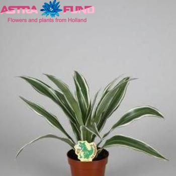 Dracaena White Stripe photo