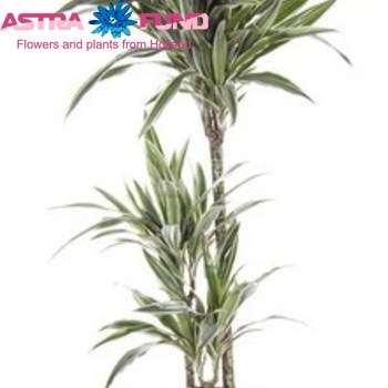 Dracaena White Stripe Branched photo