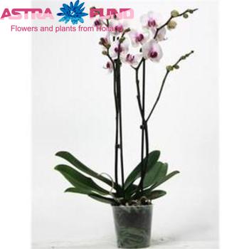 Phalaenopsis Castor 2 tak Foto