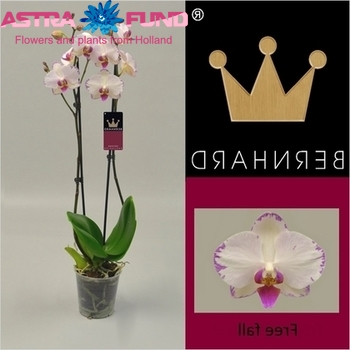 Phalaenopsis Free Fall 2 tak Foto