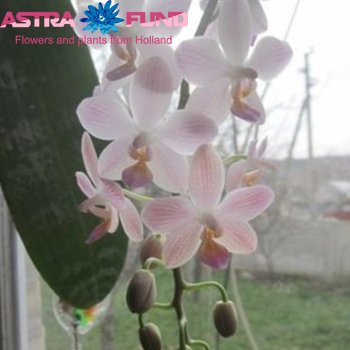 Phalaenopsis Gr. Janet 2 tak photo