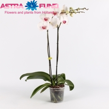 Phalaenopsis Gr. Malibu Chenin 2 tak Foto