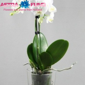 Phalaenopsis Kolibri Wit 1 tak Bowl Silver Foto