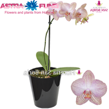 Phalaenopsis Leningrad 2-Tak фото