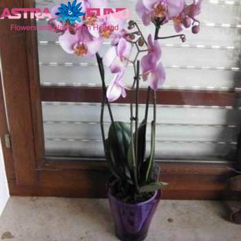 Phalaenopsis Manhattan 2 tak photo