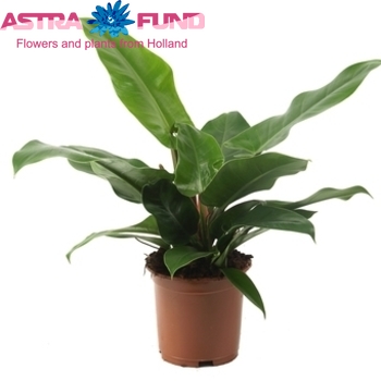 Philodendron Imperial Green photo