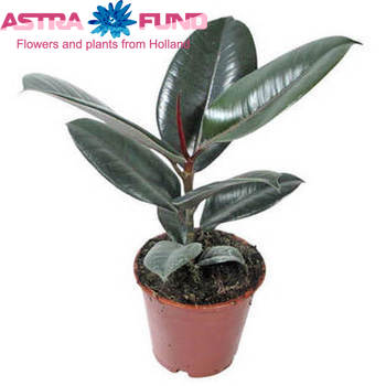 Ficus Abidjan foto