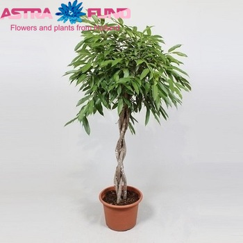 Ficus Amstel King Twisted zdjęcie