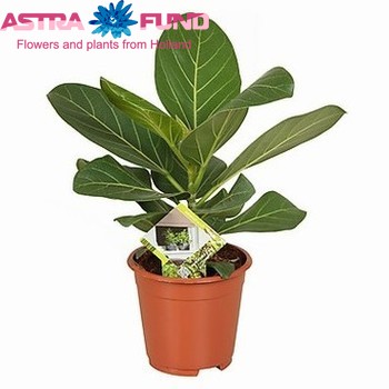 Ficus Audrey photo