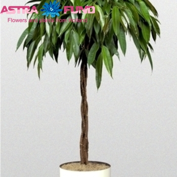 Ficus Bin Ali Twisted Stem zdjęcie