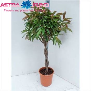 Ficus Bin Amstel King zdjęcie