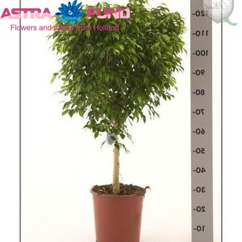 Ficus Bushy Prince Foto