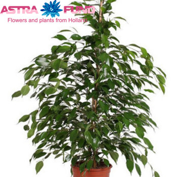 Ficus Danita photo