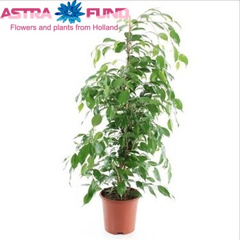 Ficus Exotica photo