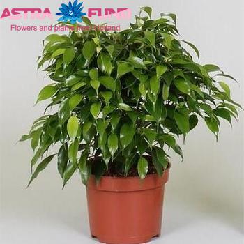 Ficus Green Kinky zdjęcie