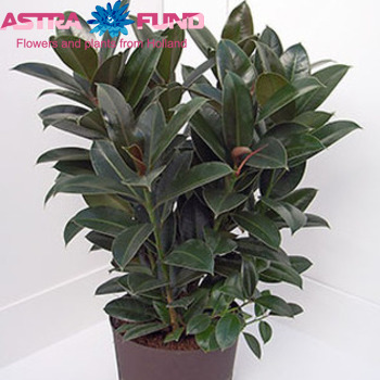 Ficus Melany foto