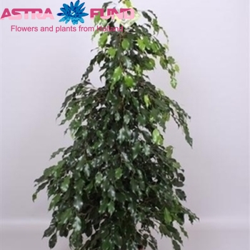 Ficus Midnight Lady foto