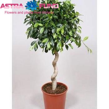 Ficus Nitida Spiral zdjęcie