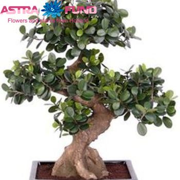 Ficus Panda Bonsai zdjęcie