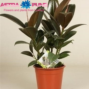 Ficus Petite Melany Foto