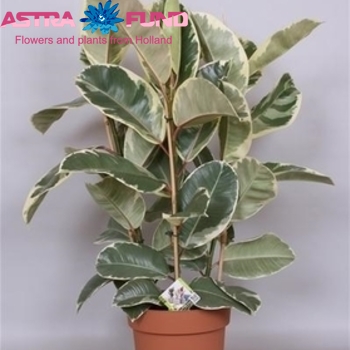 Ficus Tineke Foto