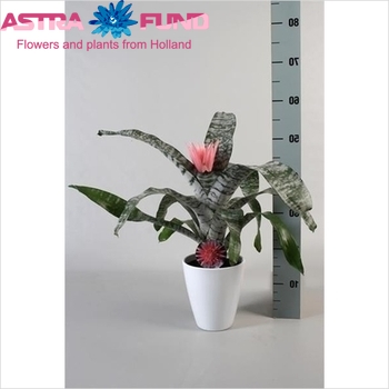 Aechmea Benefita In Keramiek photo