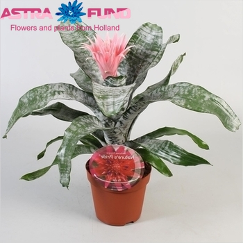 Aechmea Nature's Pride photo