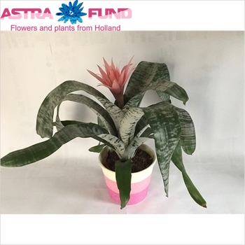 Aechmea Nature's Pride Stone Pot photo